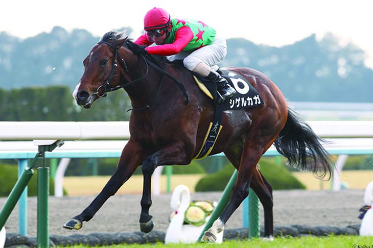 Shigeru Kaga【新種牡馬】