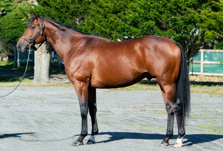 Henry Barows【新種牡馬】