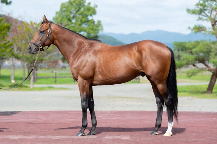Kitano Commandeur【新種牡馬】